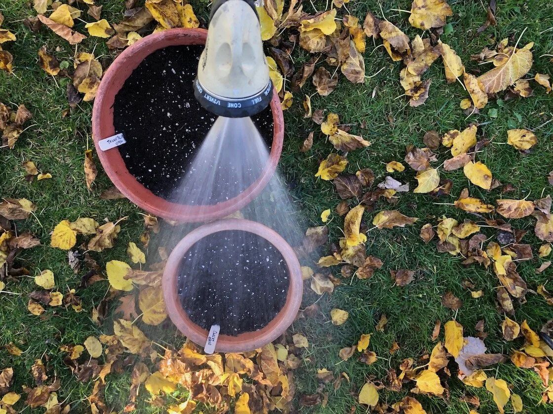 9 watering bulbs.jpeg