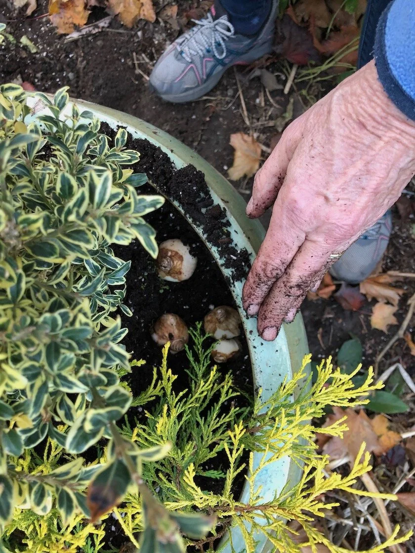 6 plants in pot.jpeg