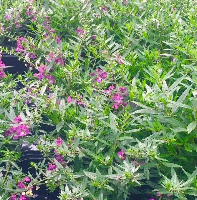 Angelonia 'Spreading Berry Sparkler'