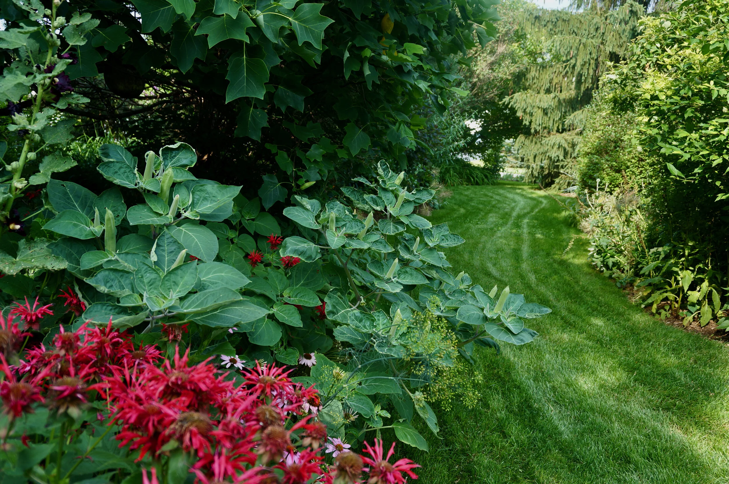 Bee balm, datura and dill frame a path on the lawn.