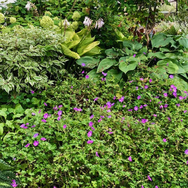 workhorse plants — Gardening With What You Have
