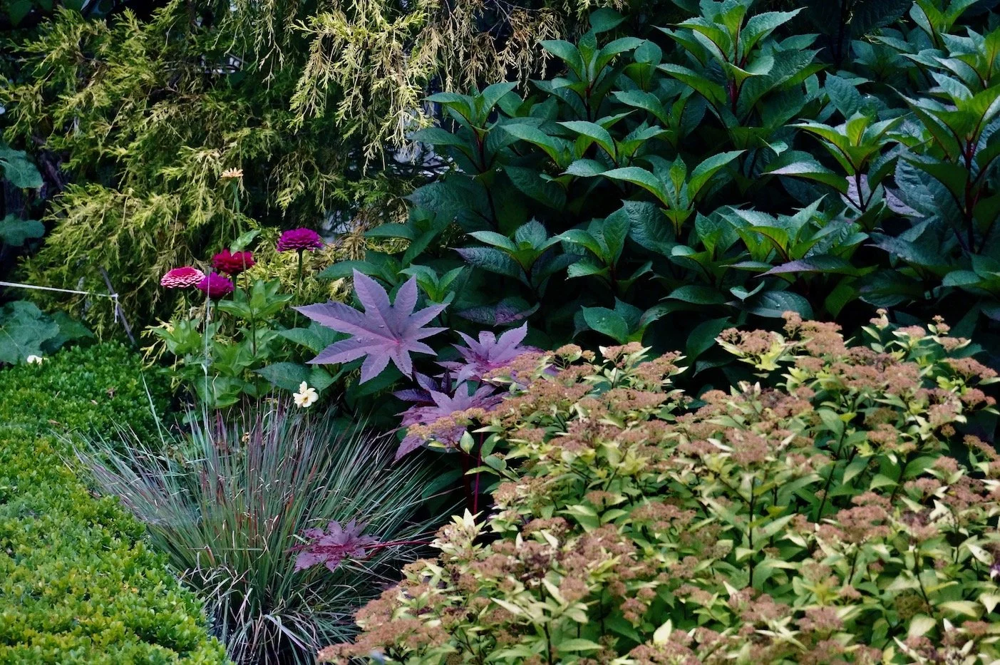 Little Bluestem Standing Ovation