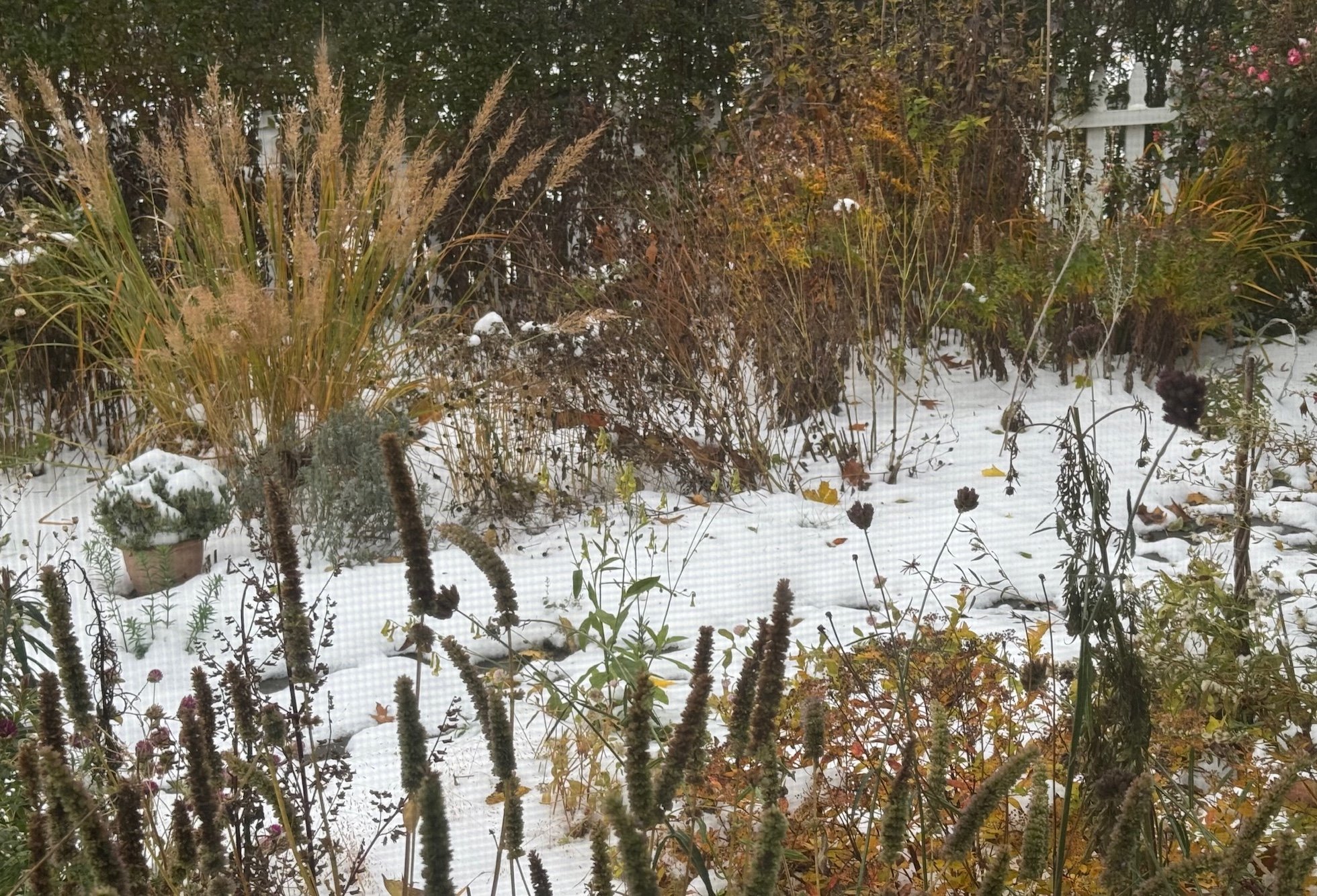 Pink Zinnias and Other Surprises: 7 Standout Plants Worth Having More Of