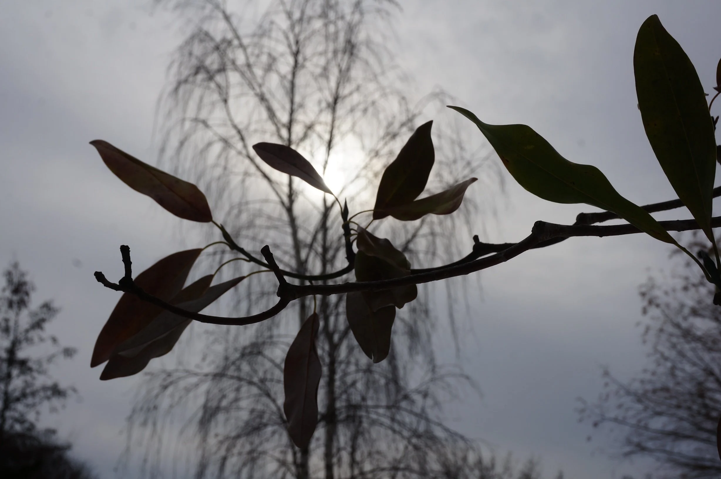 Winter Garden Plants on Pause: Bark, Berries and Structure