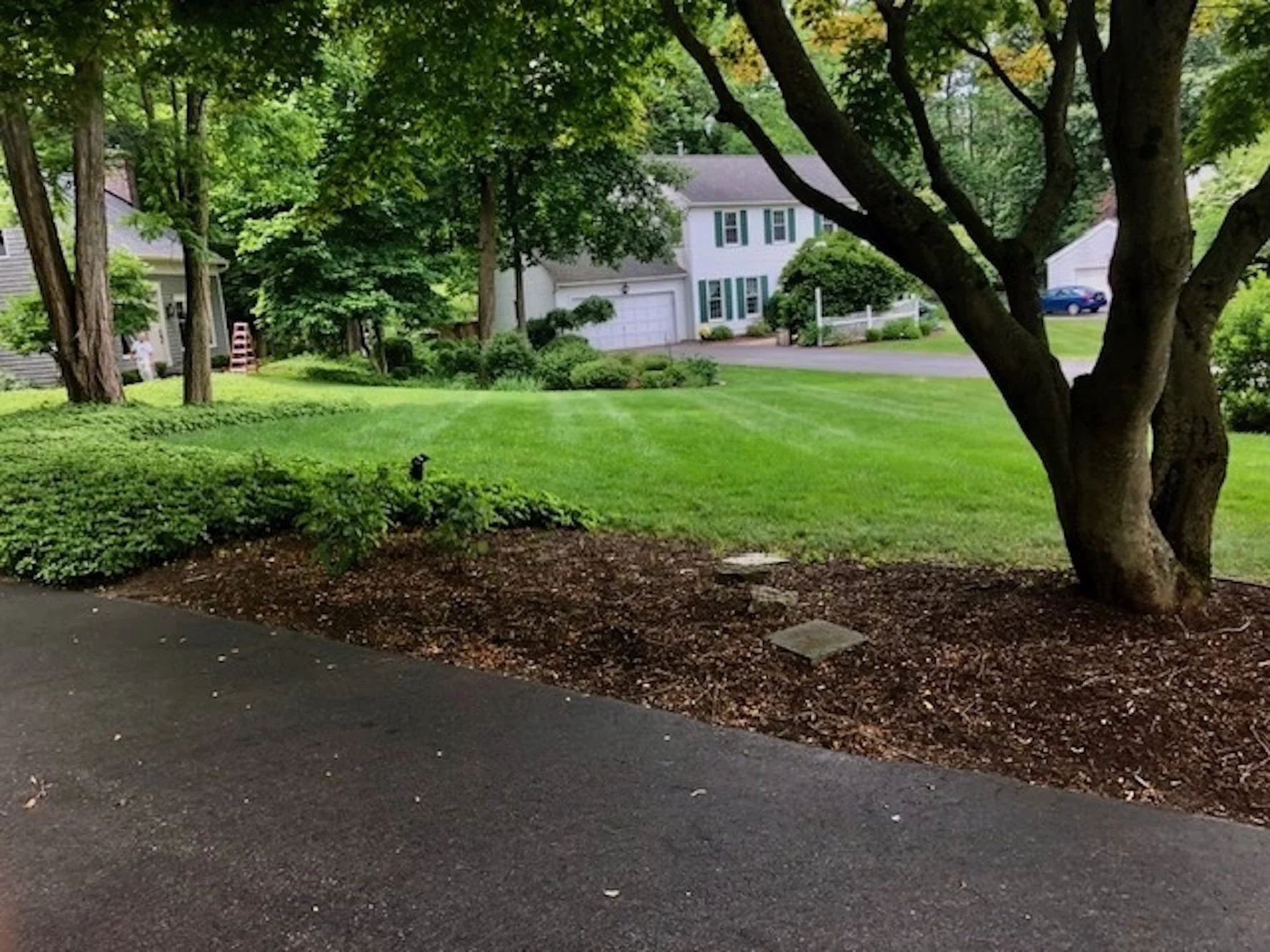 Plants Not Thriving? Do Some Detective Work to Solve Common Garden Problems 