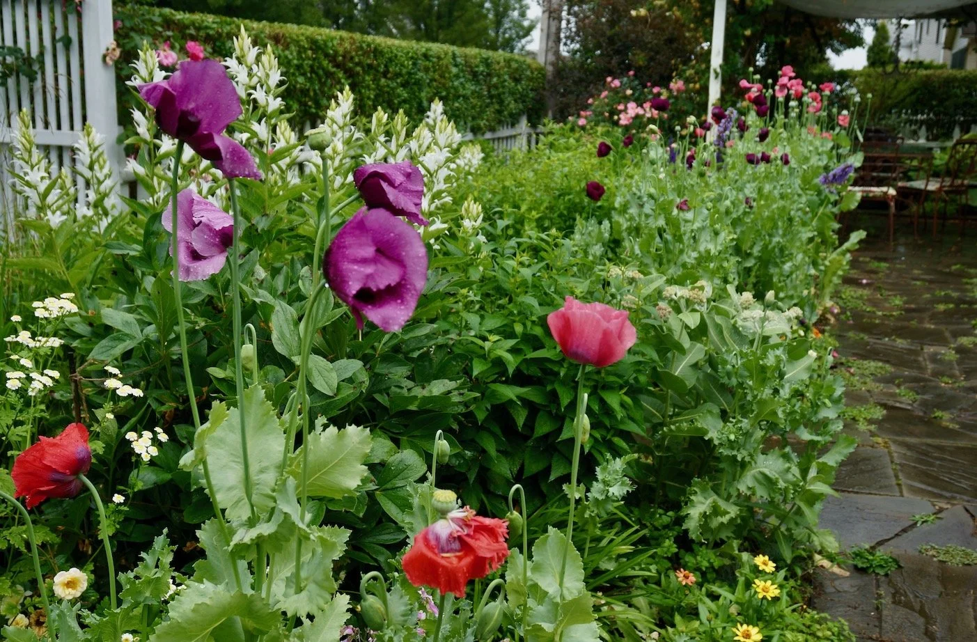 glorious display of poppies