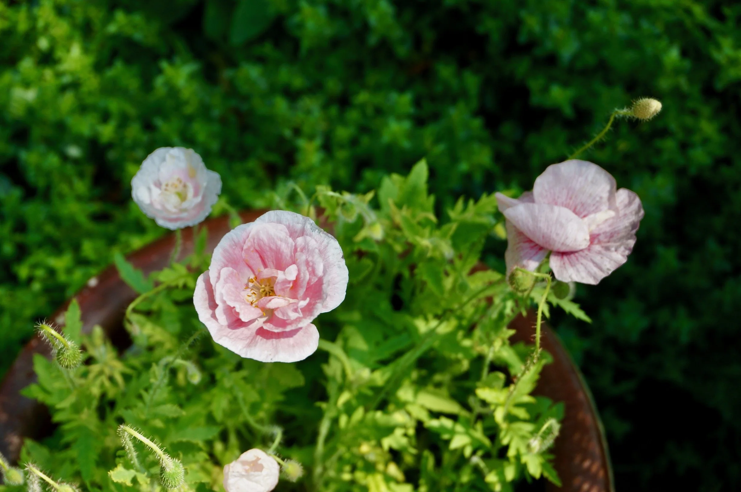 shirley poppy in pots