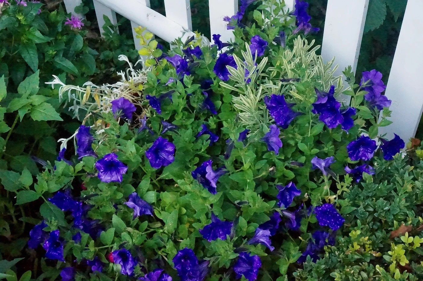 summer containers gone wild