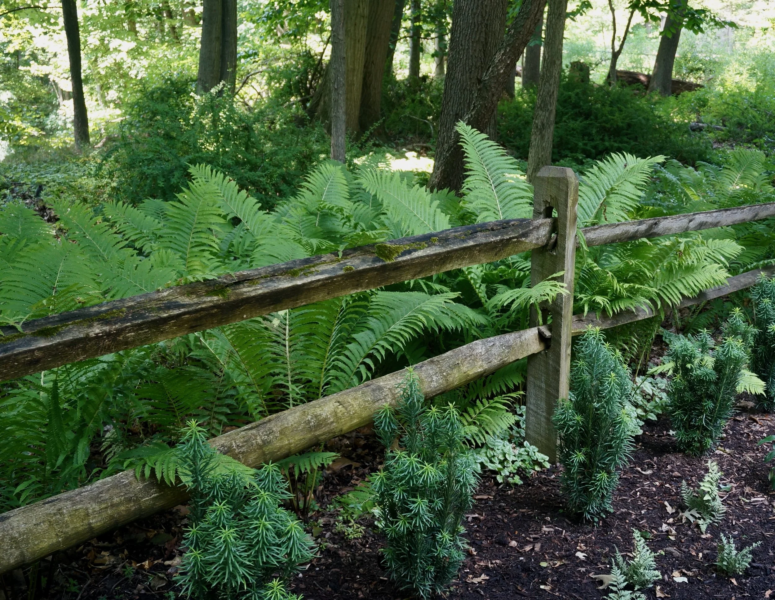 deer proof hedge for woodland planting