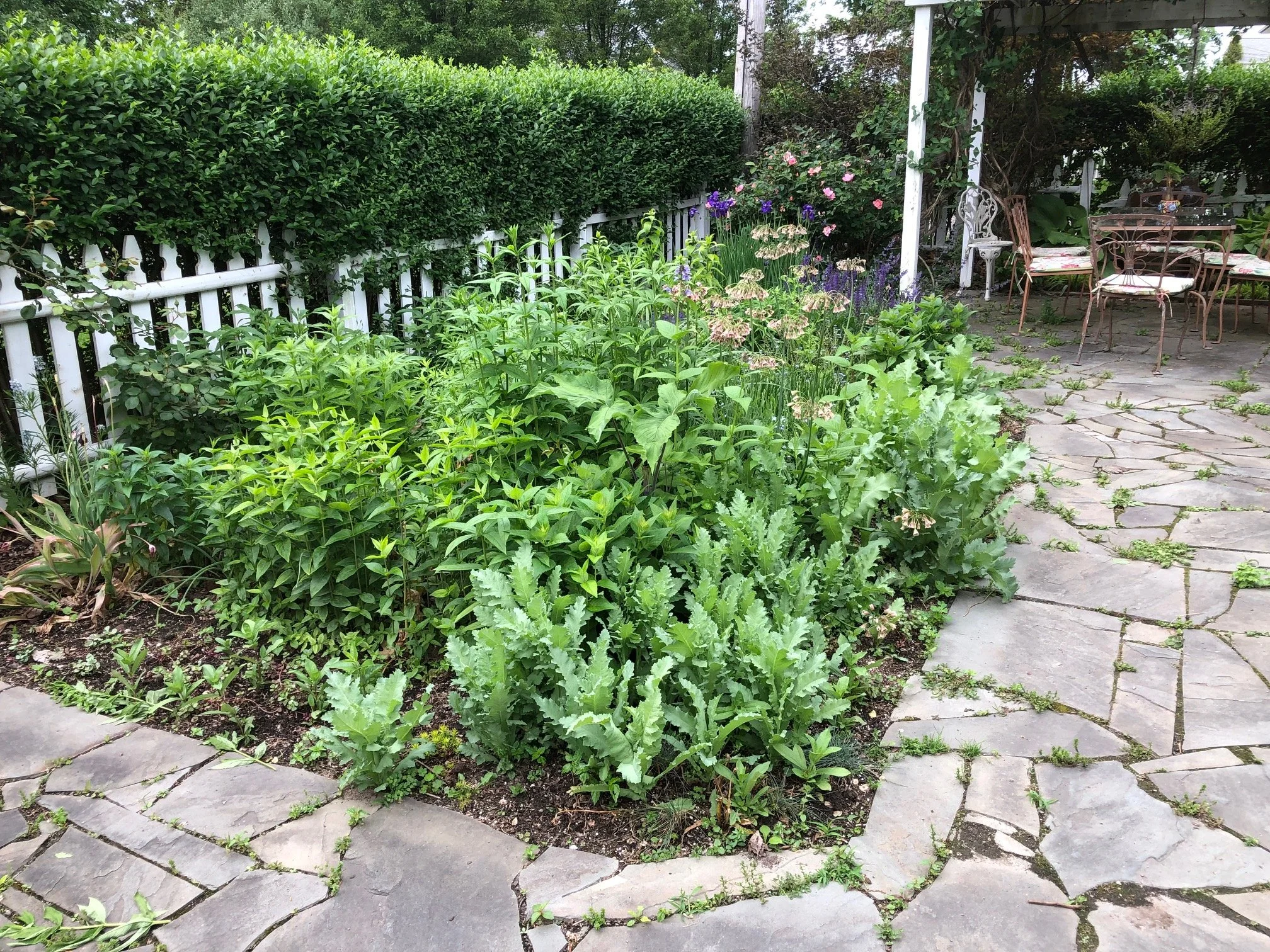 poppies in the garden