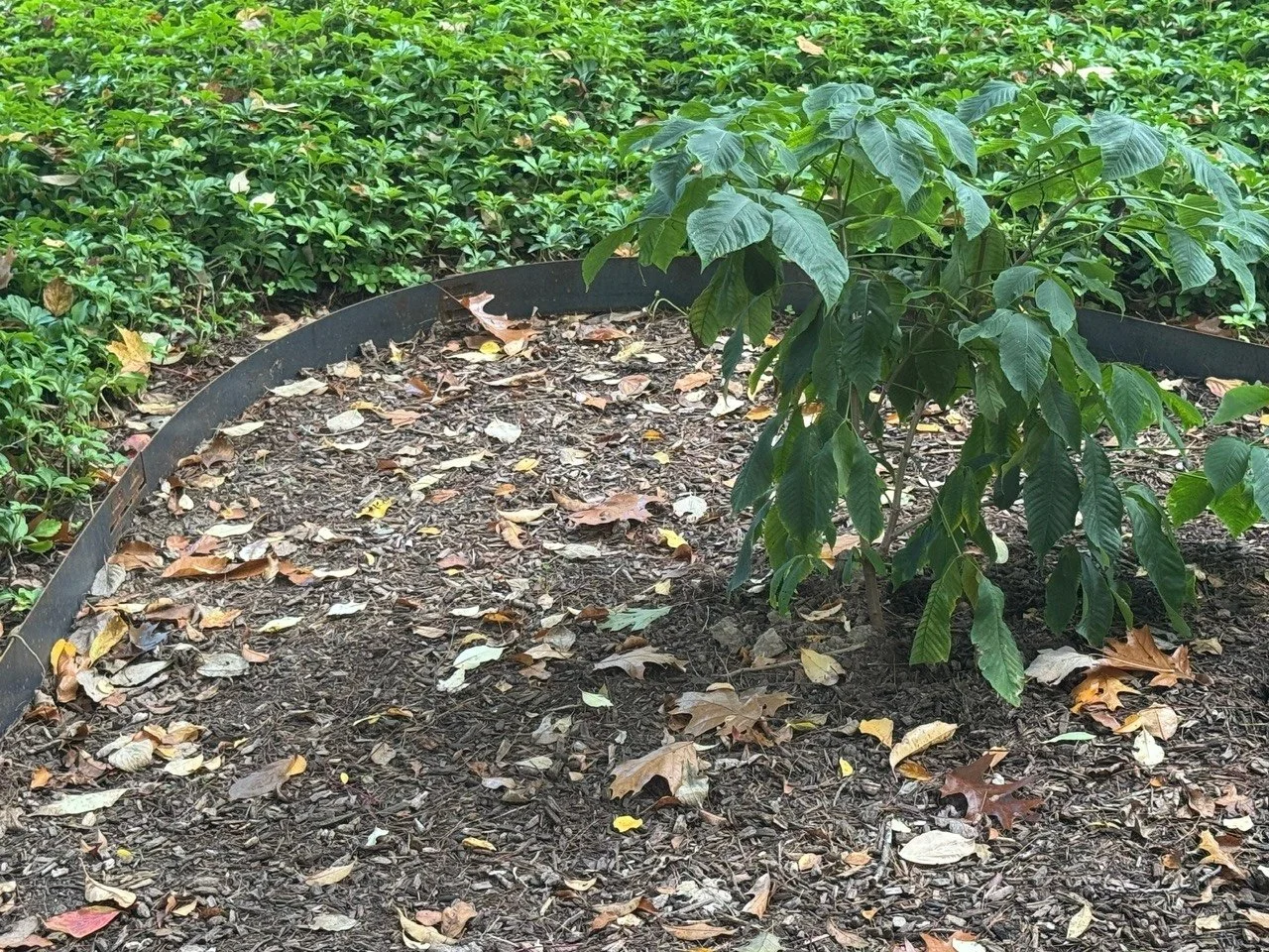edging to keep pachysandra in check