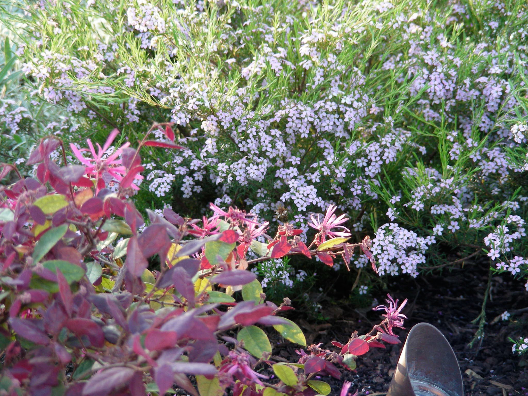 Fringe Flower and Pink Breath of Heaven
