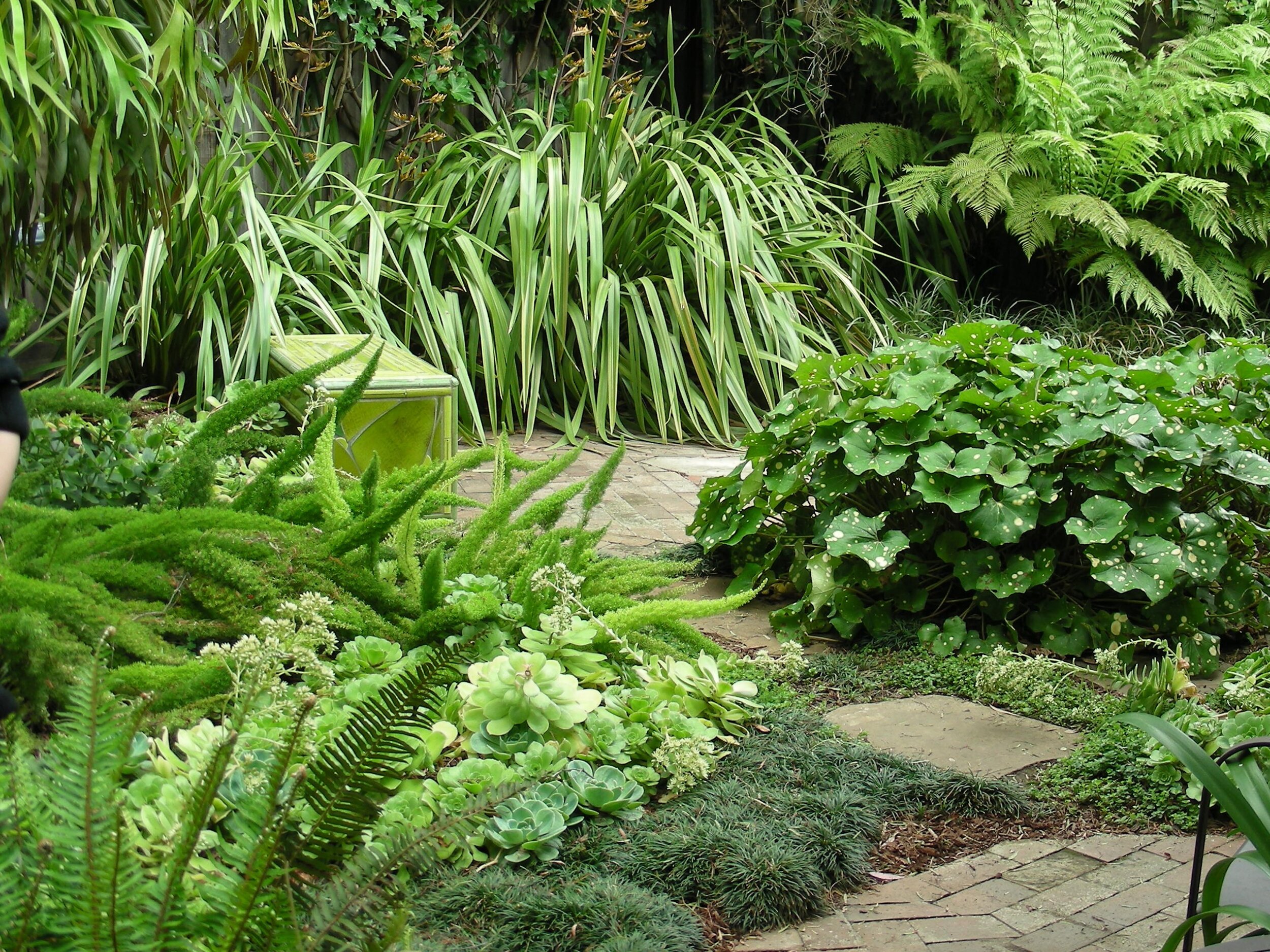 Bright foliage and shallow roots were the key to growing a calming garden under a massive California Pepper tree.