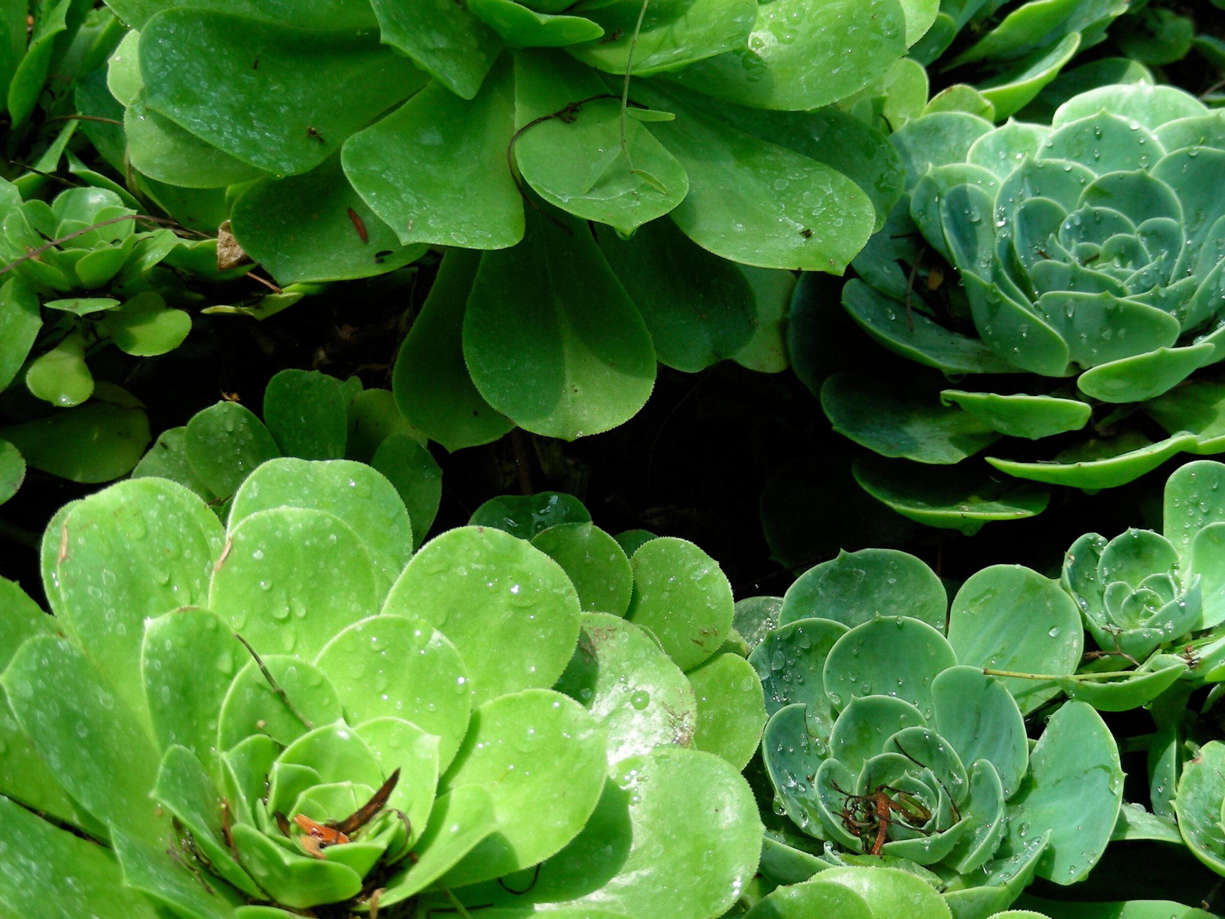Aeonium canariensis and Echeveria elegans echo each other's forms with subtle color variations.