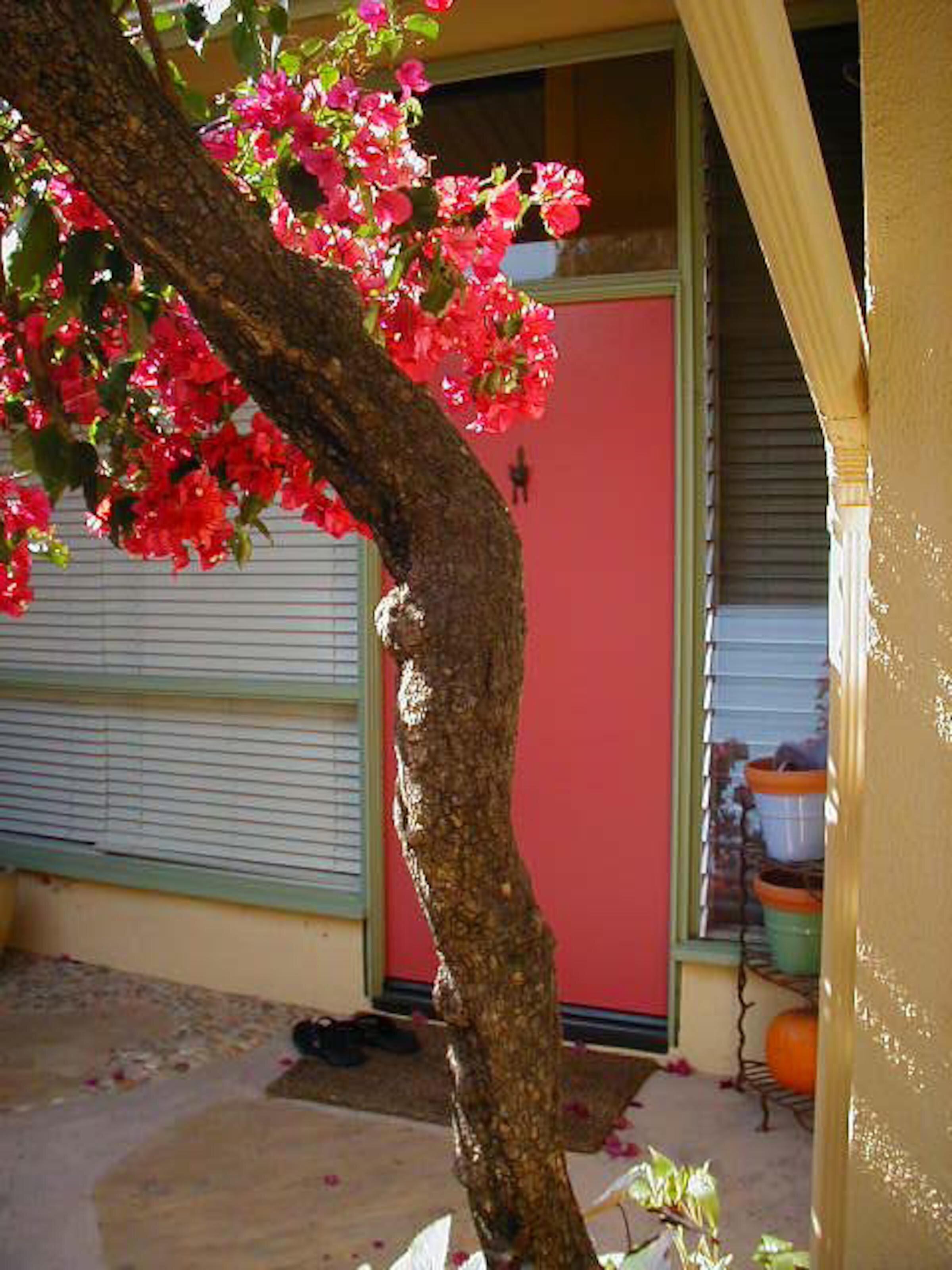 Want to add some pop? Paint your door to match the Bougainvillea!
