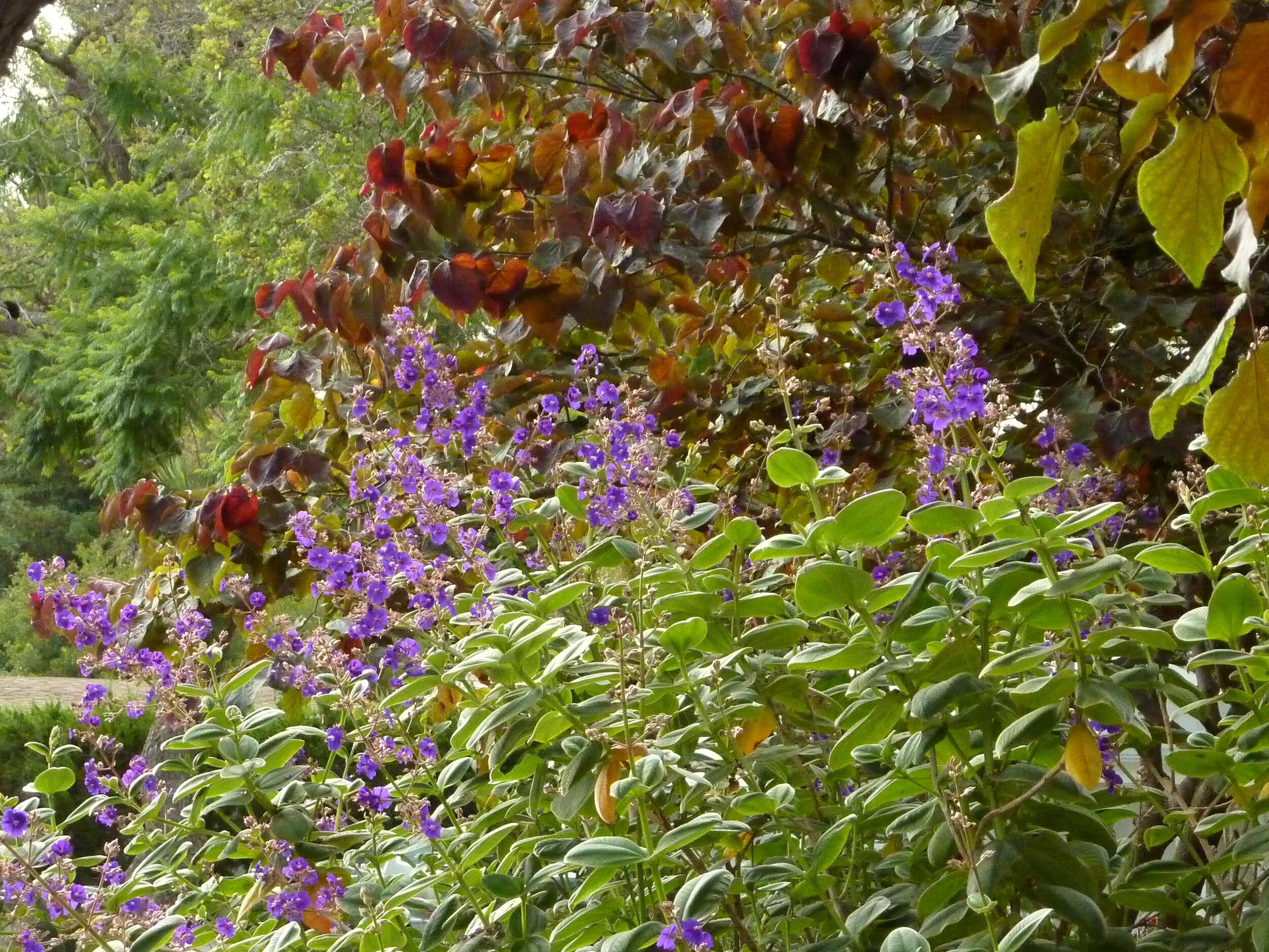 Forest Pansy Redbud tree with Silver Princess Flower.