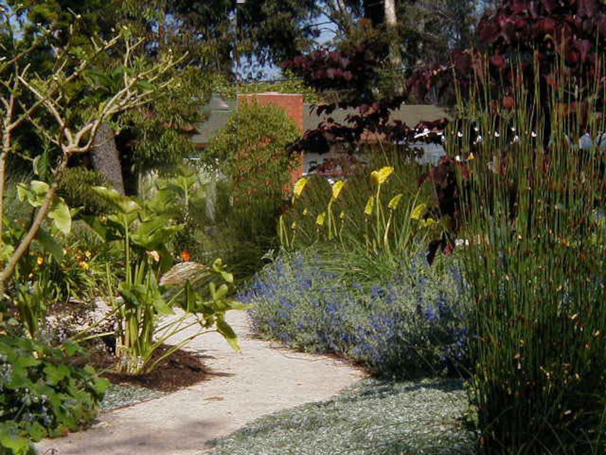 In a narrow walkway between the garage and the street is livened up with yellow Poker Plant.