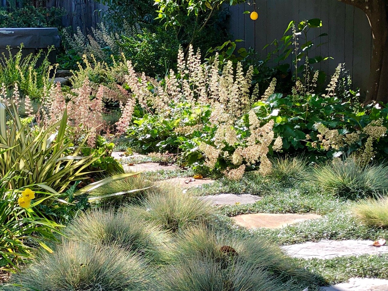 Island Alum Root erupts with stems of tiny flowers - a California native that needs very little irrigation.