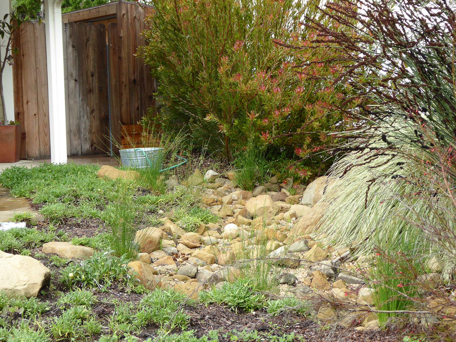 Local sandstone cobbles line a newly create low spot and safely channels water back into the garden.