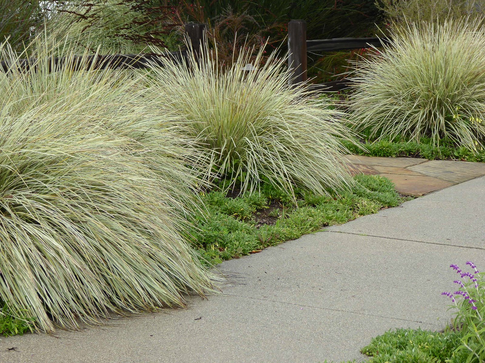 Between the fence and sidewalk, wildly bright Lomandra catches the eye.