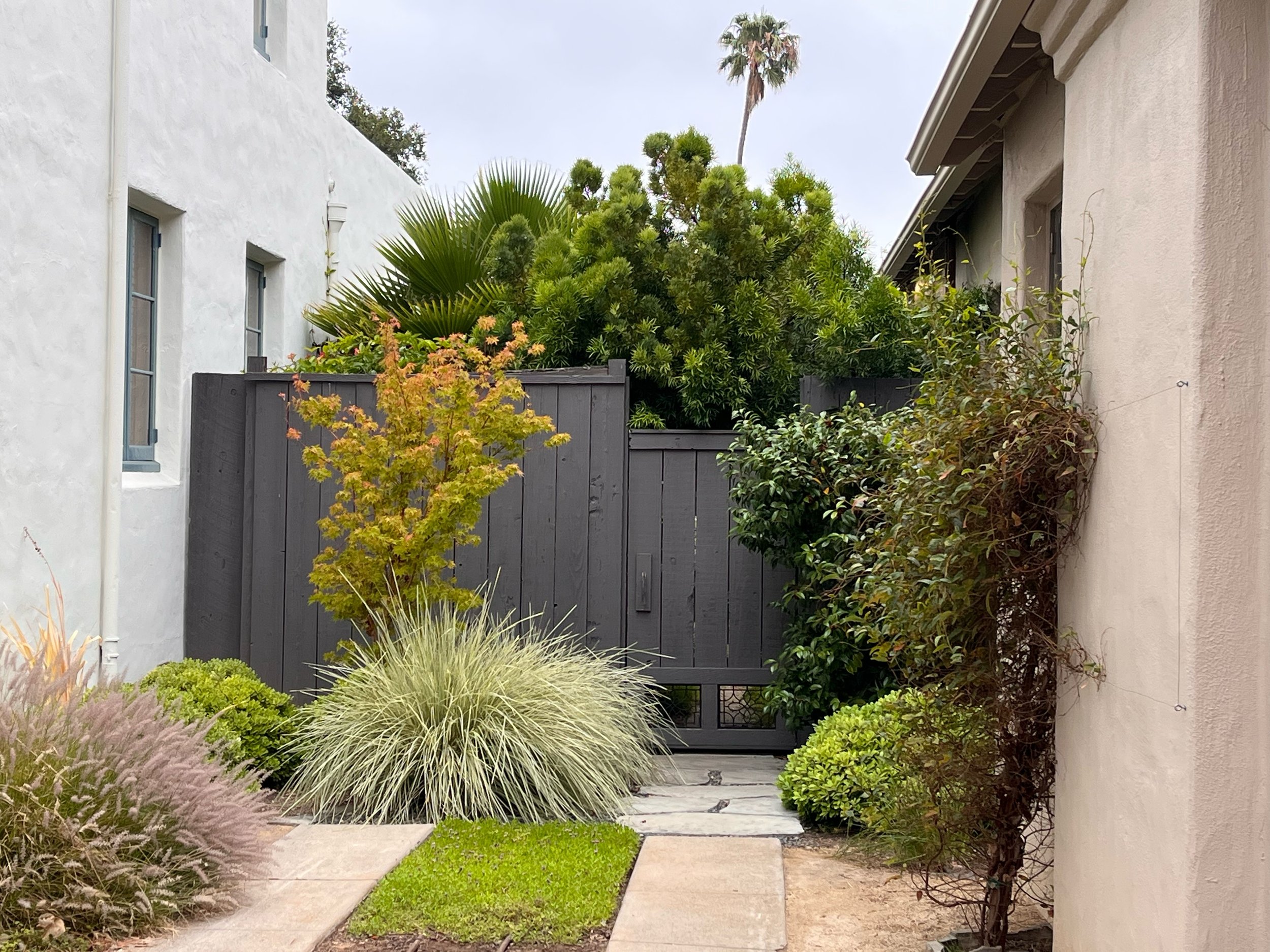 At the deep end of the driveway, the simple, elegant gate is enhanced by a welcoming Sango Kaku Japanese Maple and grasses.