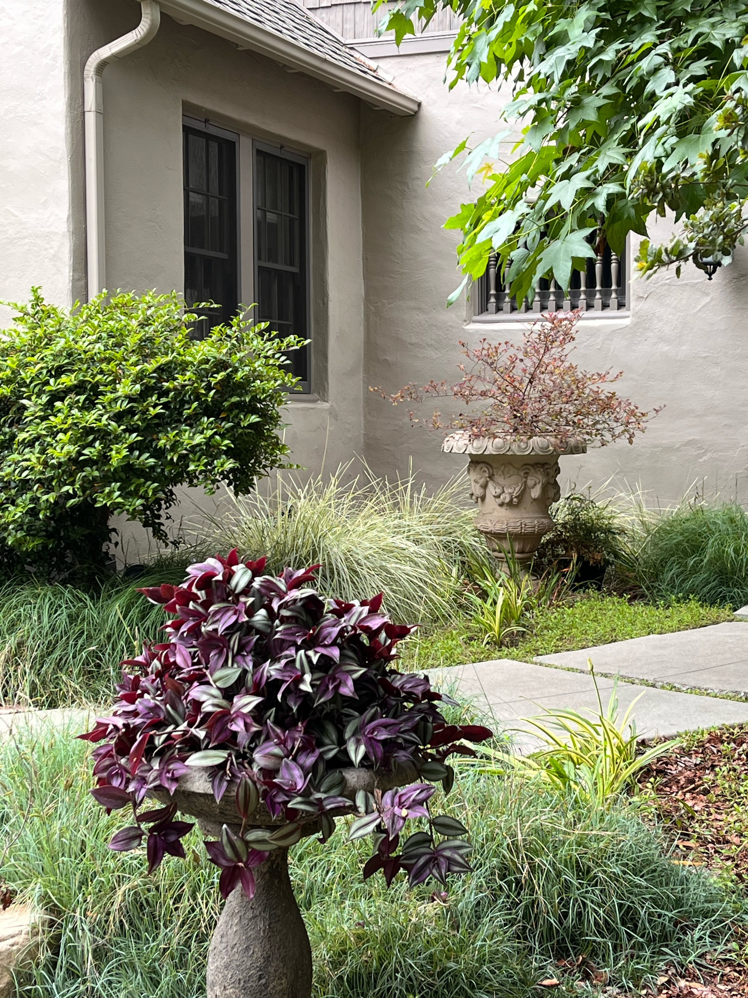 Purple Wandering Jew is a stand-out surrounded by shades of green.