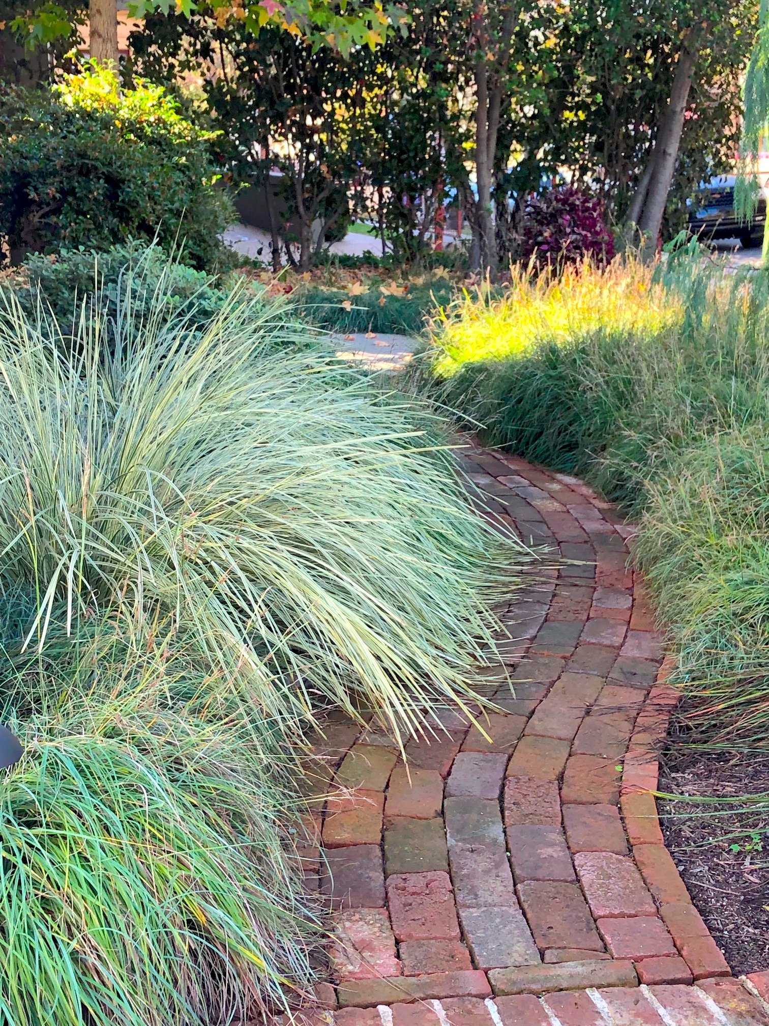 Lomandra 'Platinum Beauty' lights up the midpoint of the brick path.