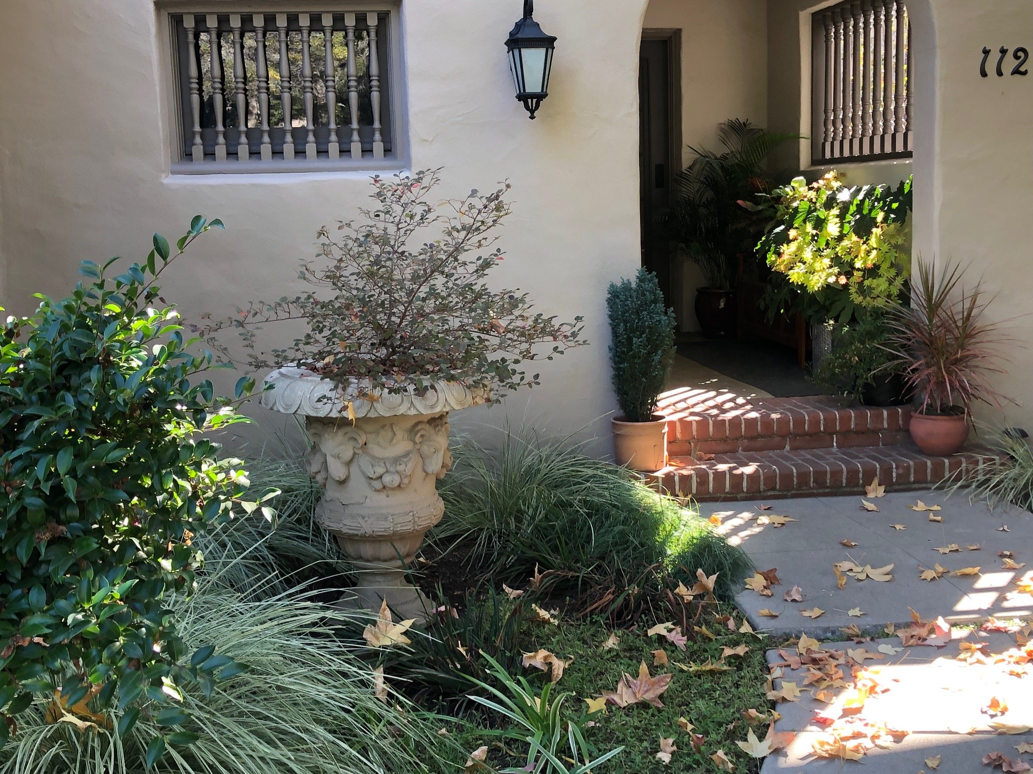 This classic style urn planter was being swallowed up before giving it a place of honor.