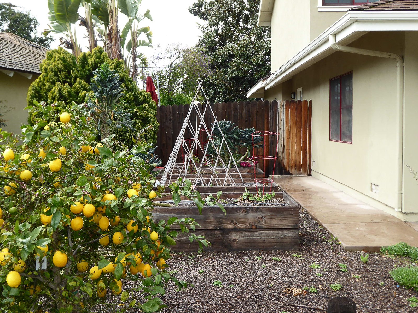The generously large, sunny side yard has a bed for mom, a bed for dad, and another for the kids.