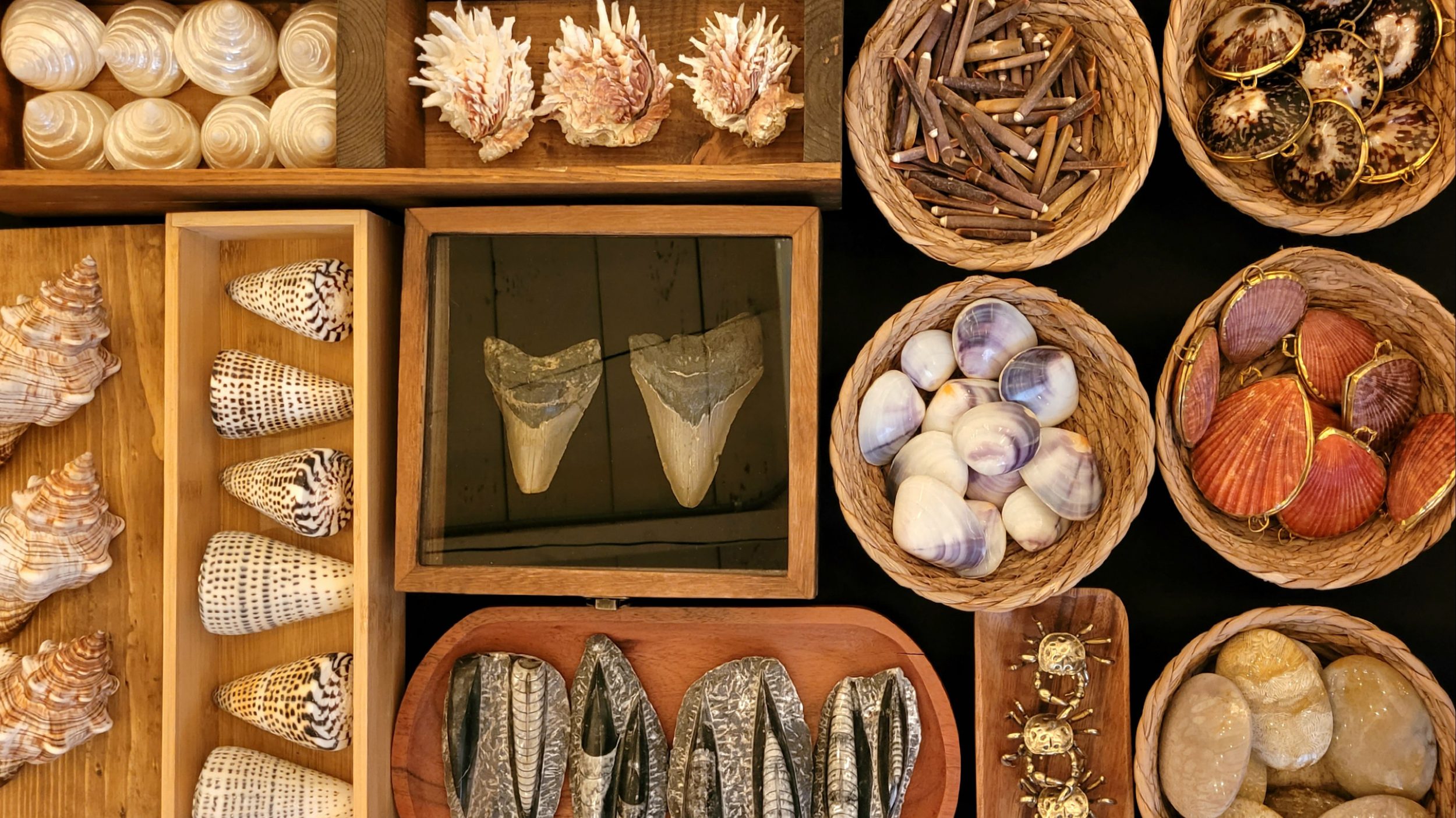 Natural history specimens including shells, fossils, minerals, preserved insects, and botanical curiosities displayed at the Mojave Moon Museum of Natural Curiosities.