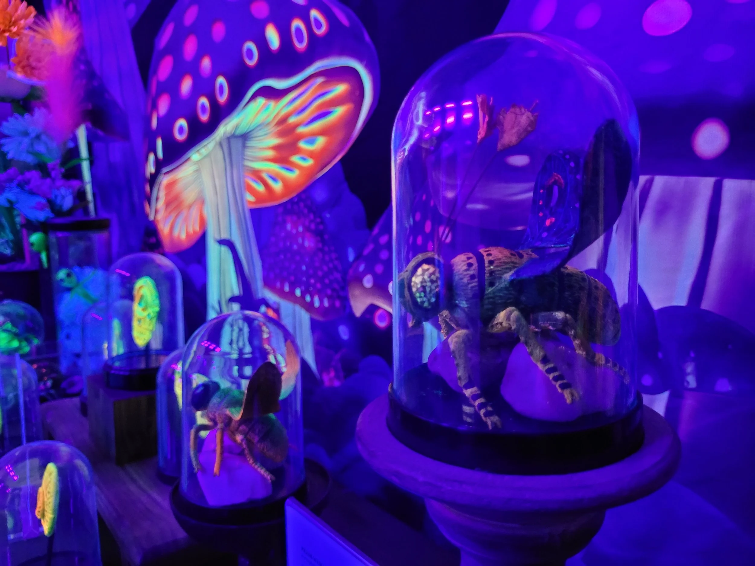 An alien bug inside a glass cloche on display at the Mojave Moon Museum of Natural Curiosities