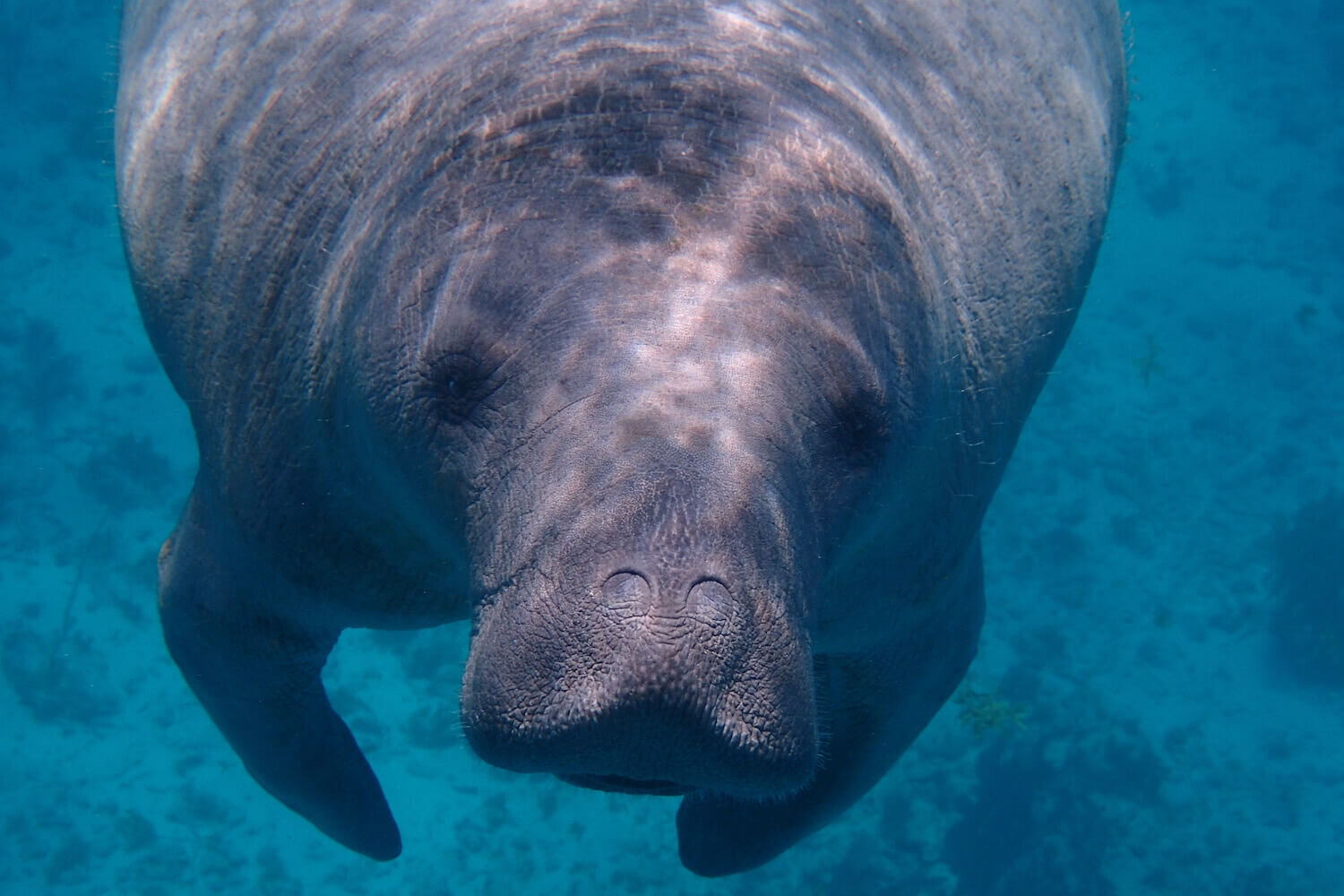 vero beach manatee tour