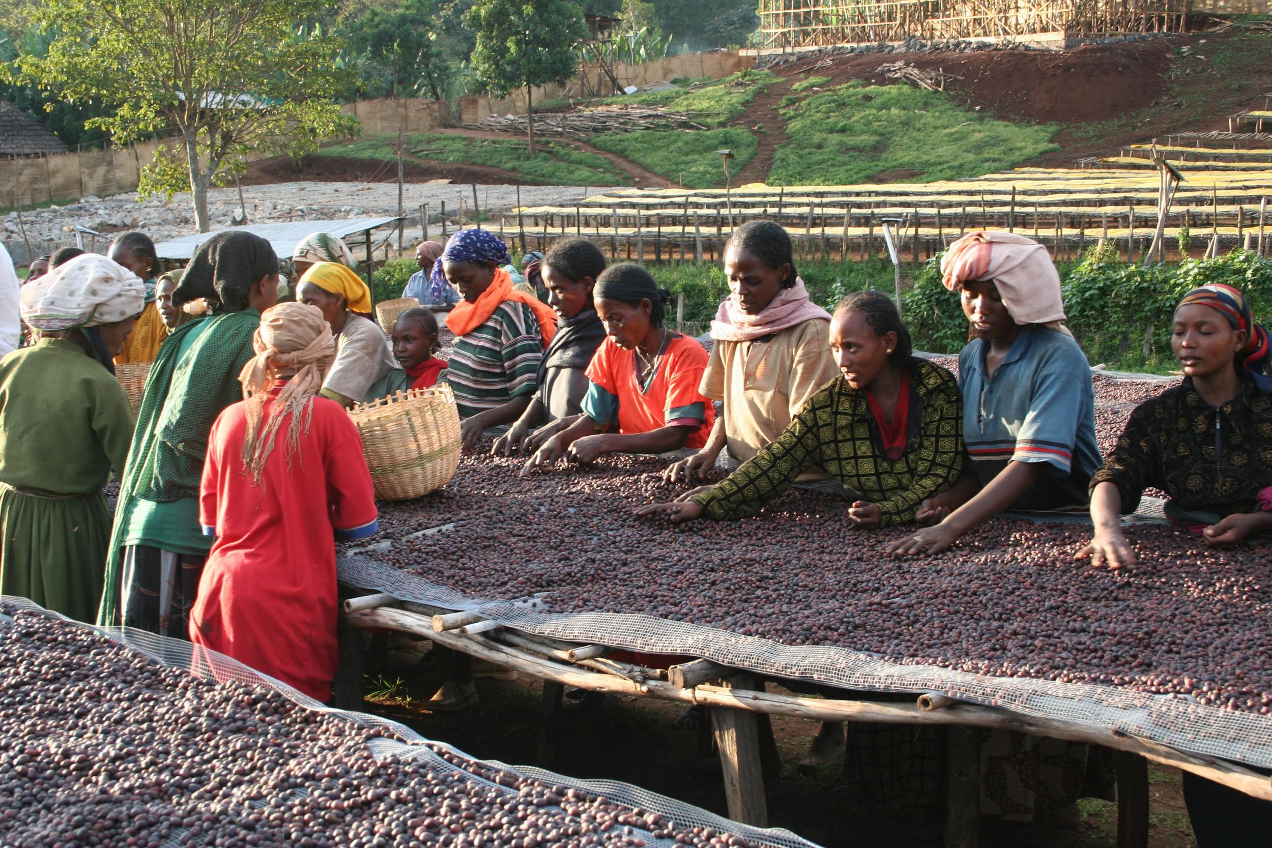Sustainable Harvest Coffee Importers