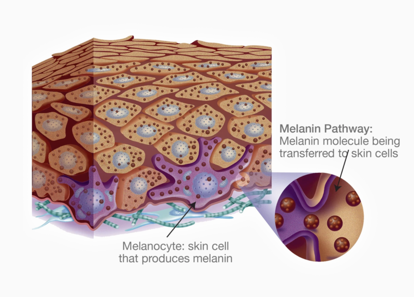 В каком слое кожи синтезируется пигмент меланин. Меланоциты располагаются в слое кожи. Строение кожи меланин пигмент. Клетки кожи меланоцит.