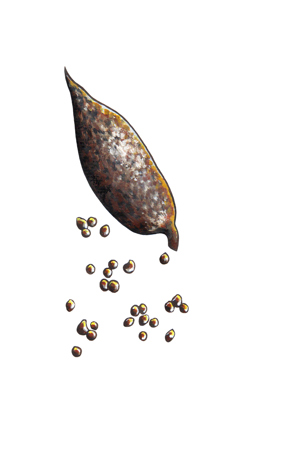 Grains of Paradise.png