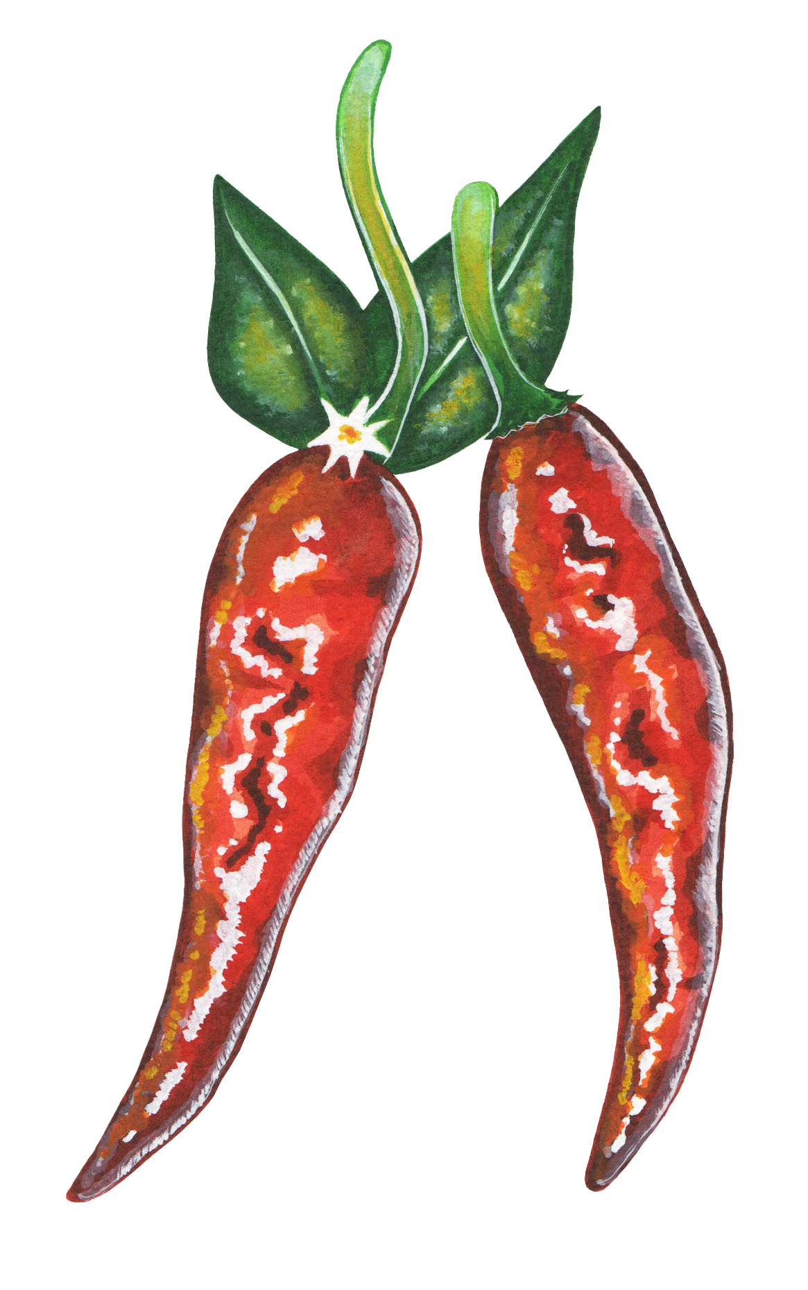 Red Pepper.png