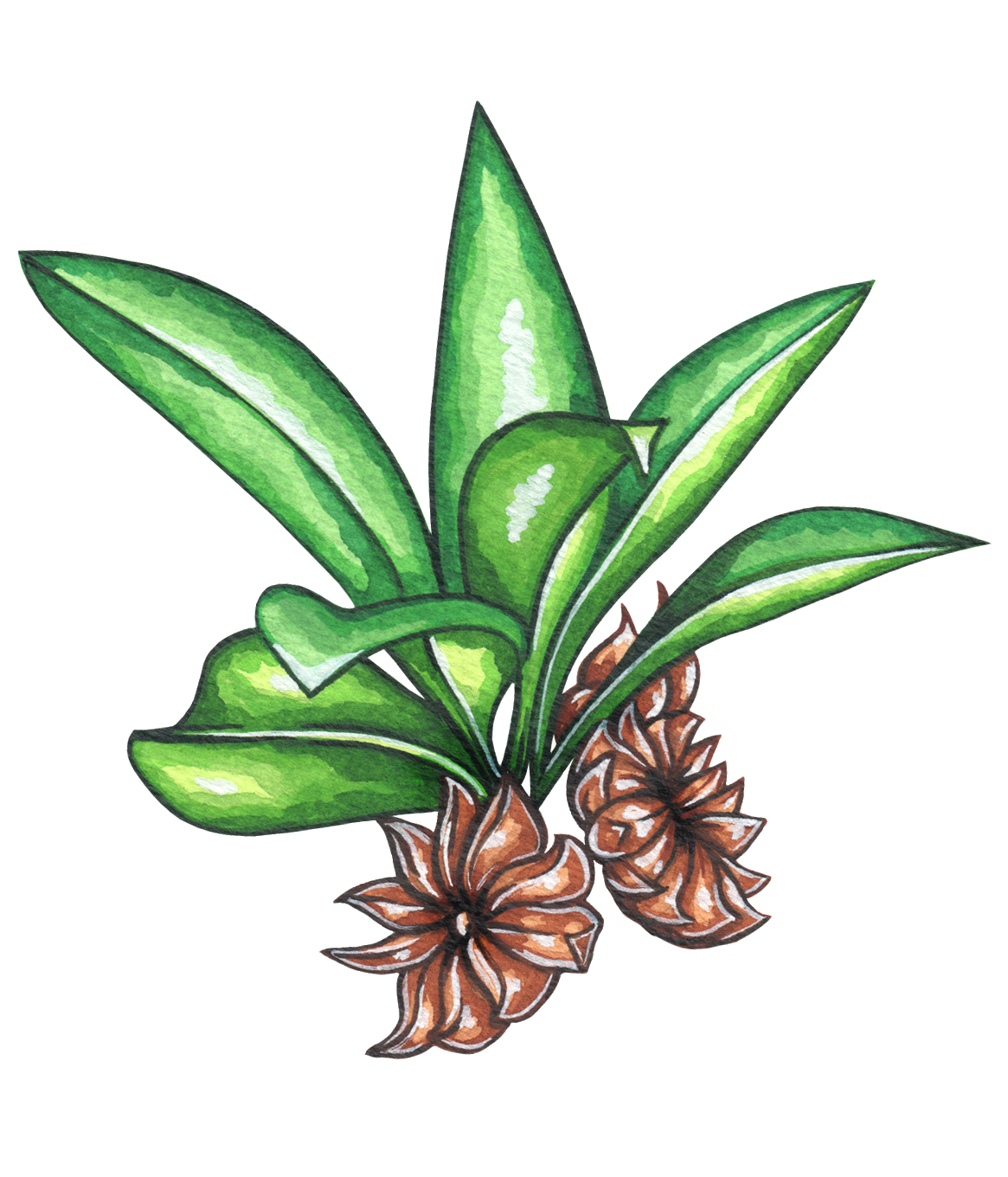 Star Anise flat.png