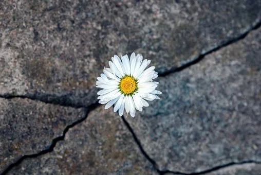 trauma counseling - flower growing from cement crack.jpg