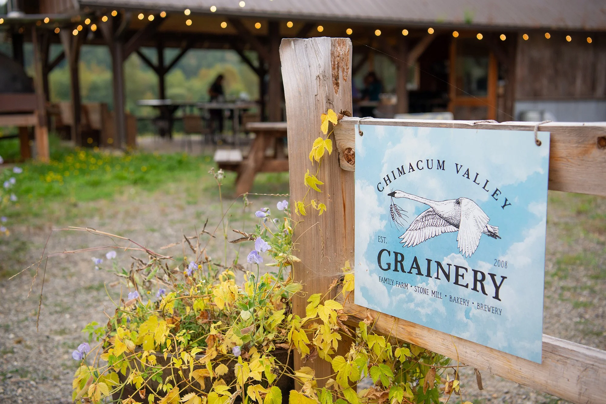 Sign for Chimagum Valley Grainery with a flying heron illustration, wooden fence, and a rustic outdoor gathering area in the background