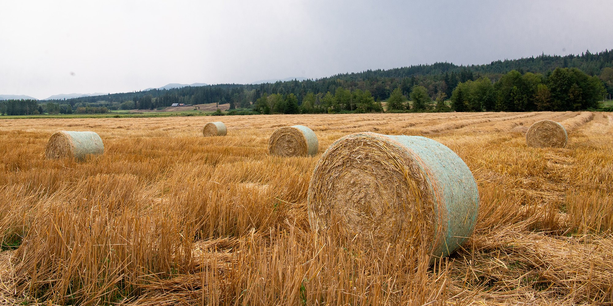 A field with rolled hay bales on a cloudy day with trees and hills in the background.