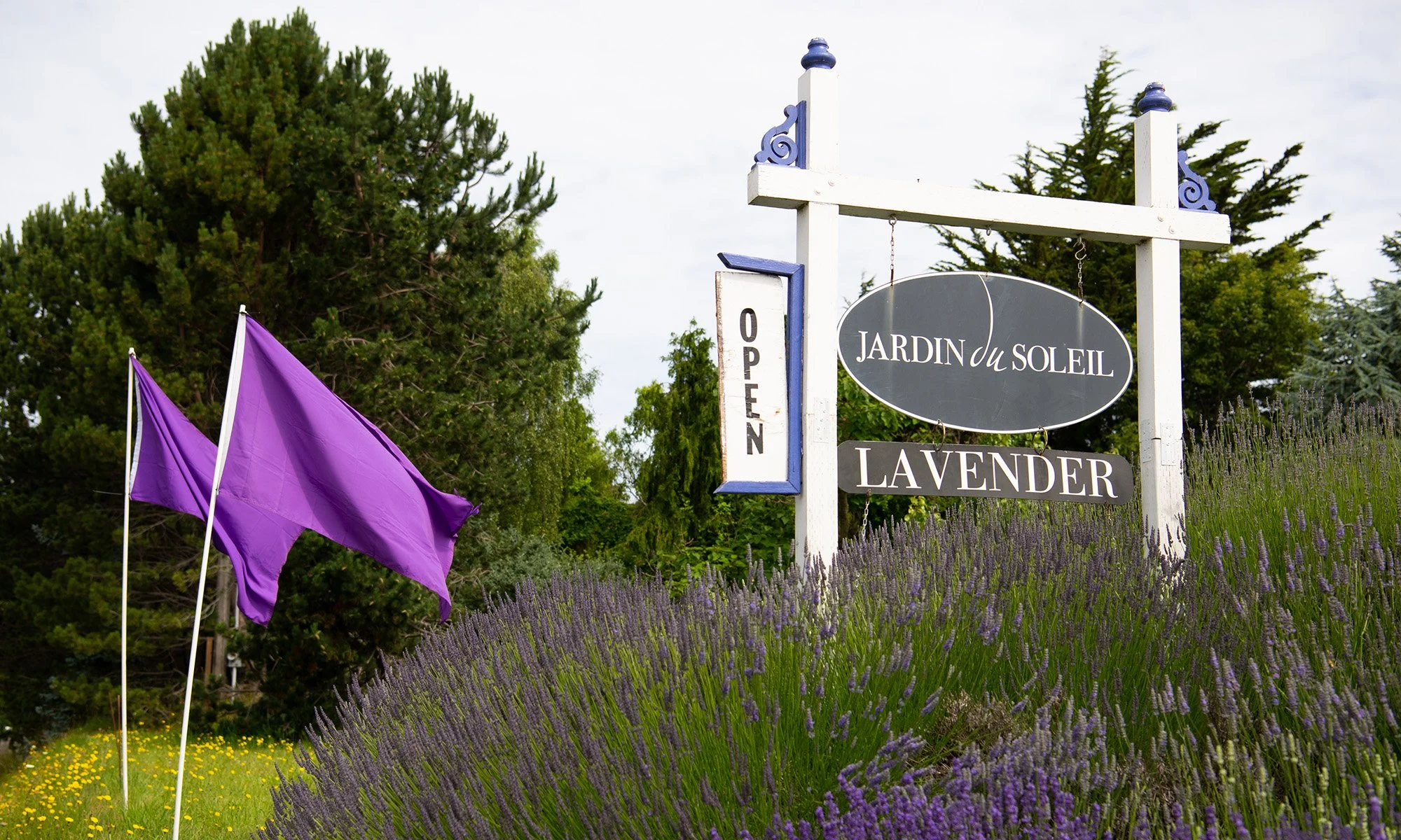 A garden entrance sign reading "Jardin du Soleil" with a lavender scent, an "Open" sign, and purple flags, surrounded by lavender plants and tall trees.