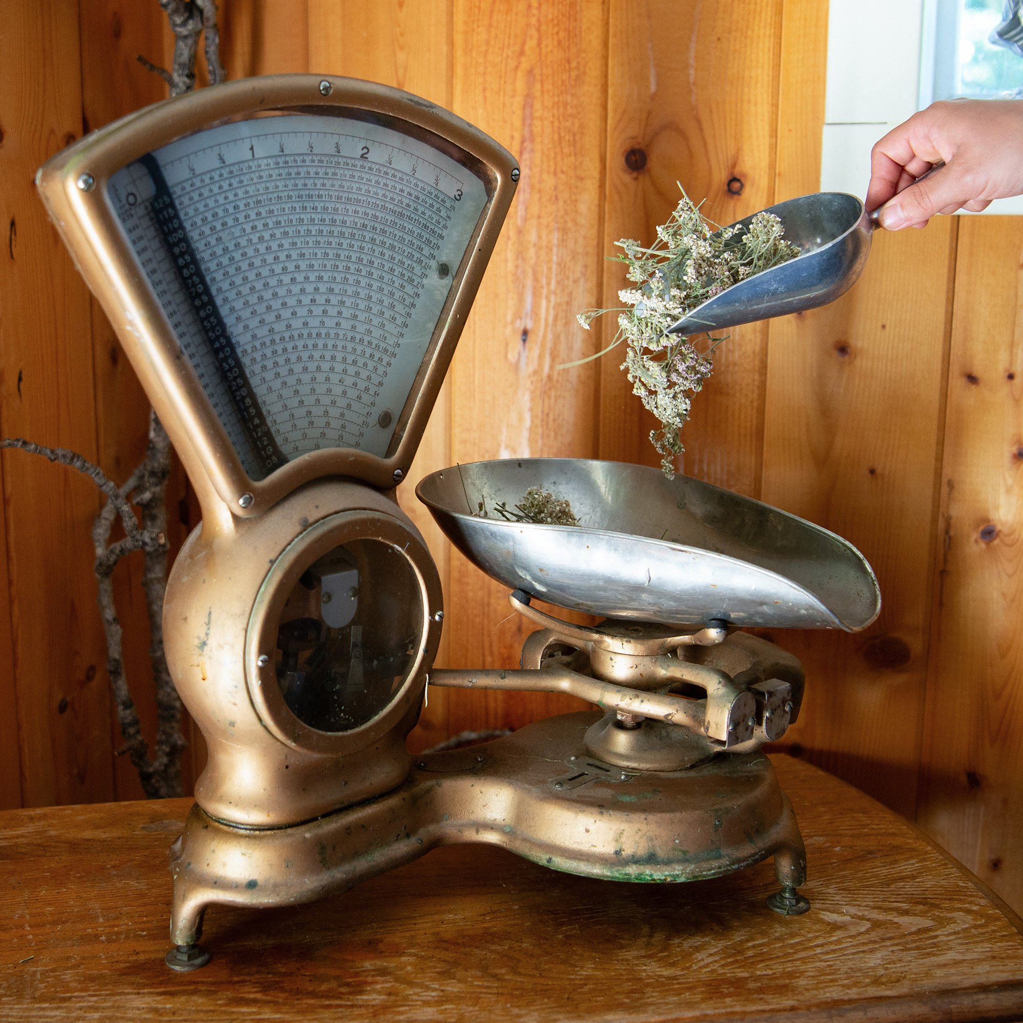 Vintage mechanical kitchen scale with dried herbs, person scooping herbs into one of the scale's pans.