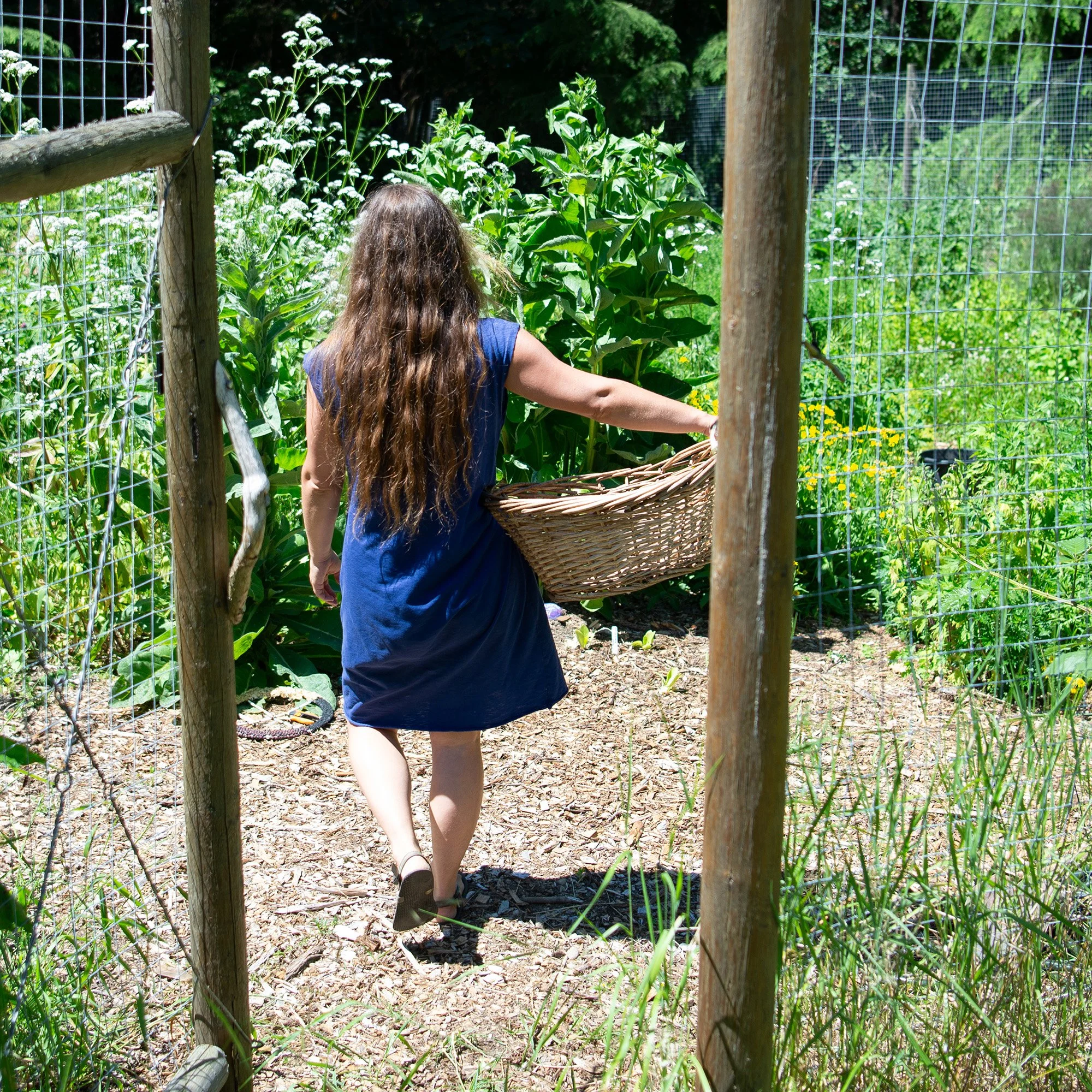 A girl with long, wavy brown hair wearing a blue dress walking through a garden with a basket in her hand, surrounded by green plants and flowers, enclosed by a wire fence.