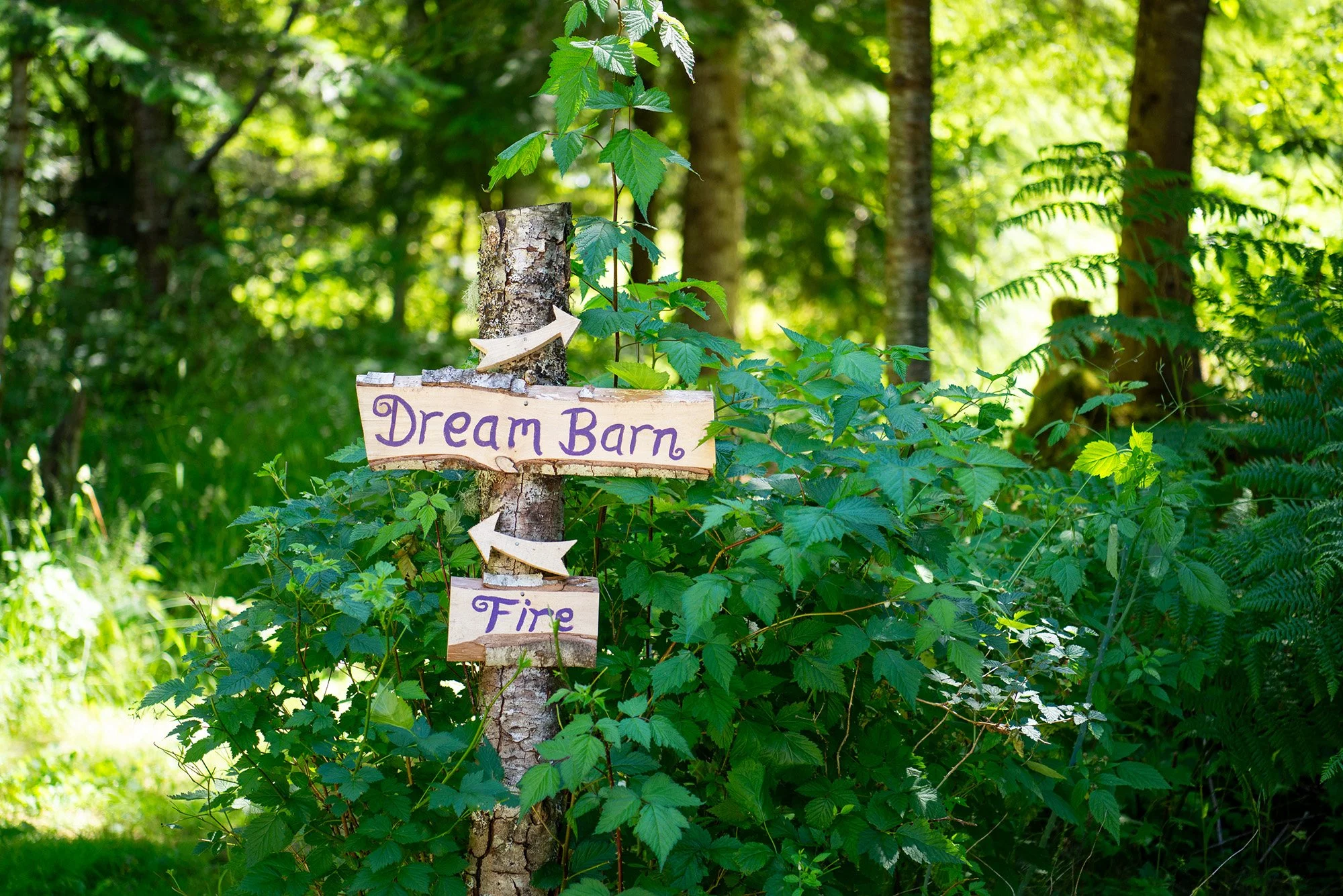 Wooden sign attached to a tree with purple lettering that reads 'Dream Barn' and an arrow pointing left, with another sign below reading 'Fire' with a left arrow, surrounded by green foliage and trees in a forest setting.