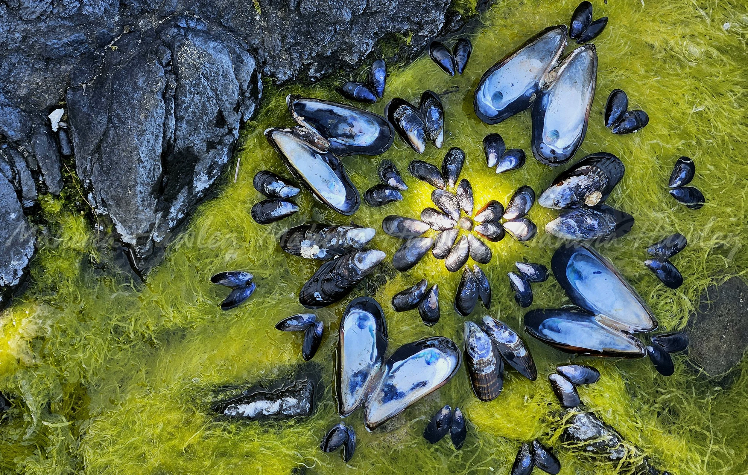 Mussel wheel on green bed.jpg