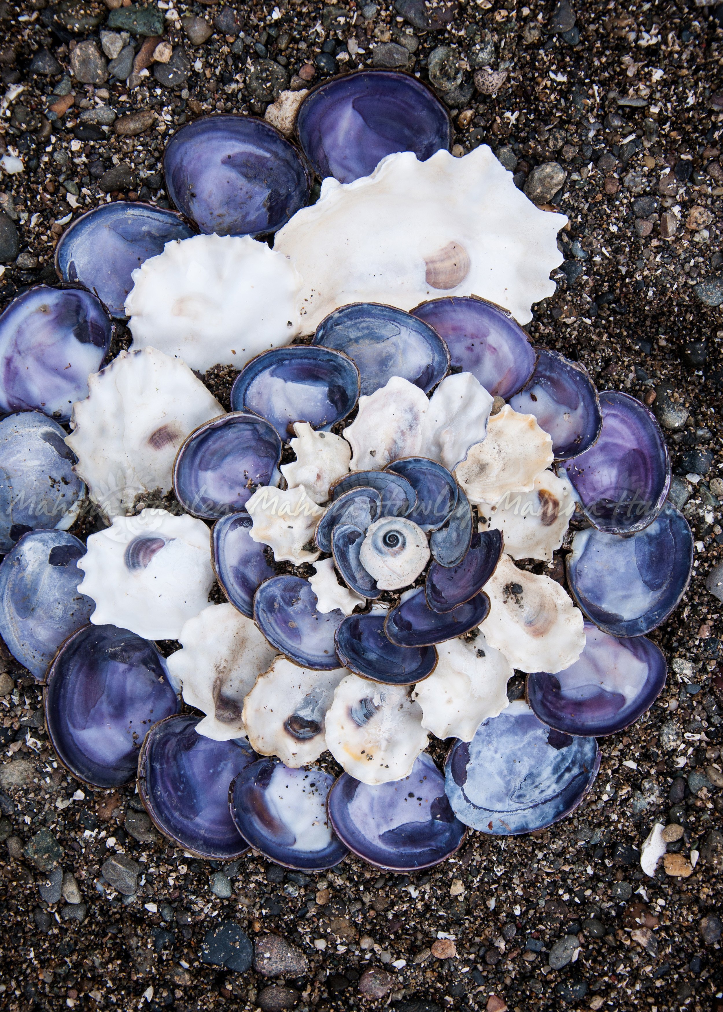 Clam and Oyster Spiral.jpg