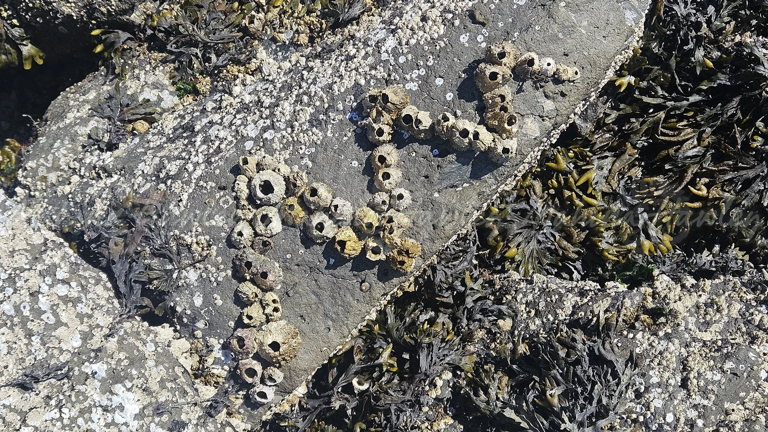 Barnacle hills and valleys.jpg