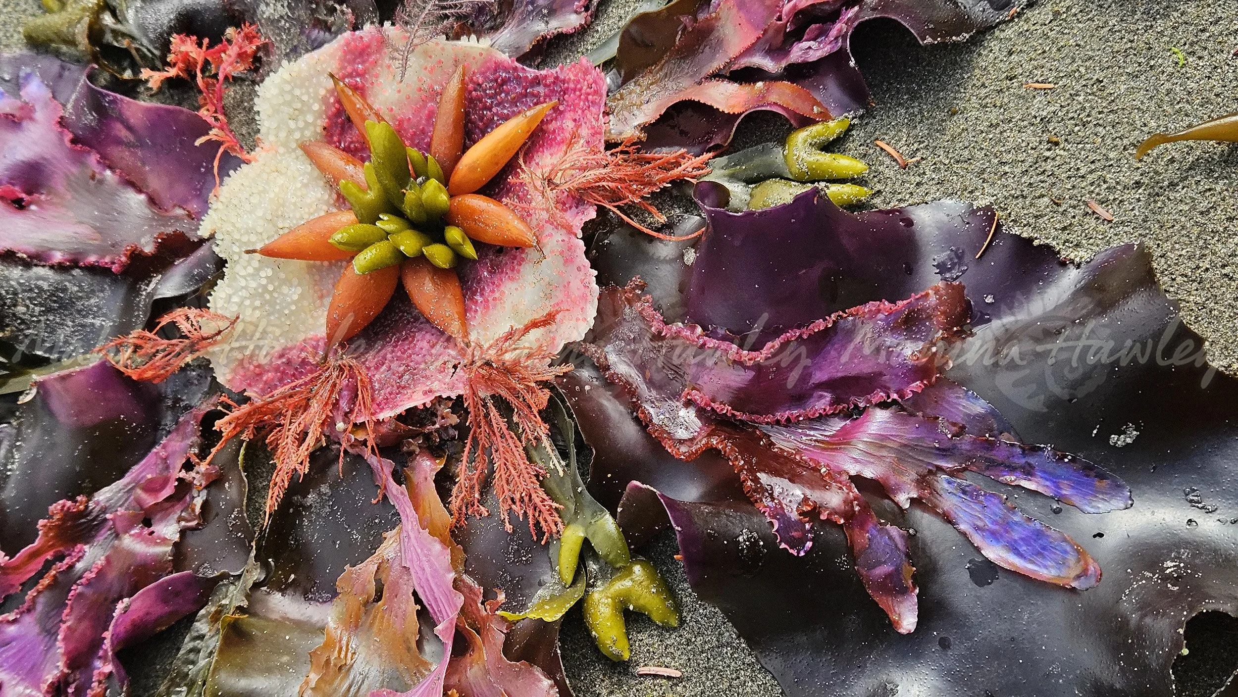 Close up irridescent seaweed.jpg