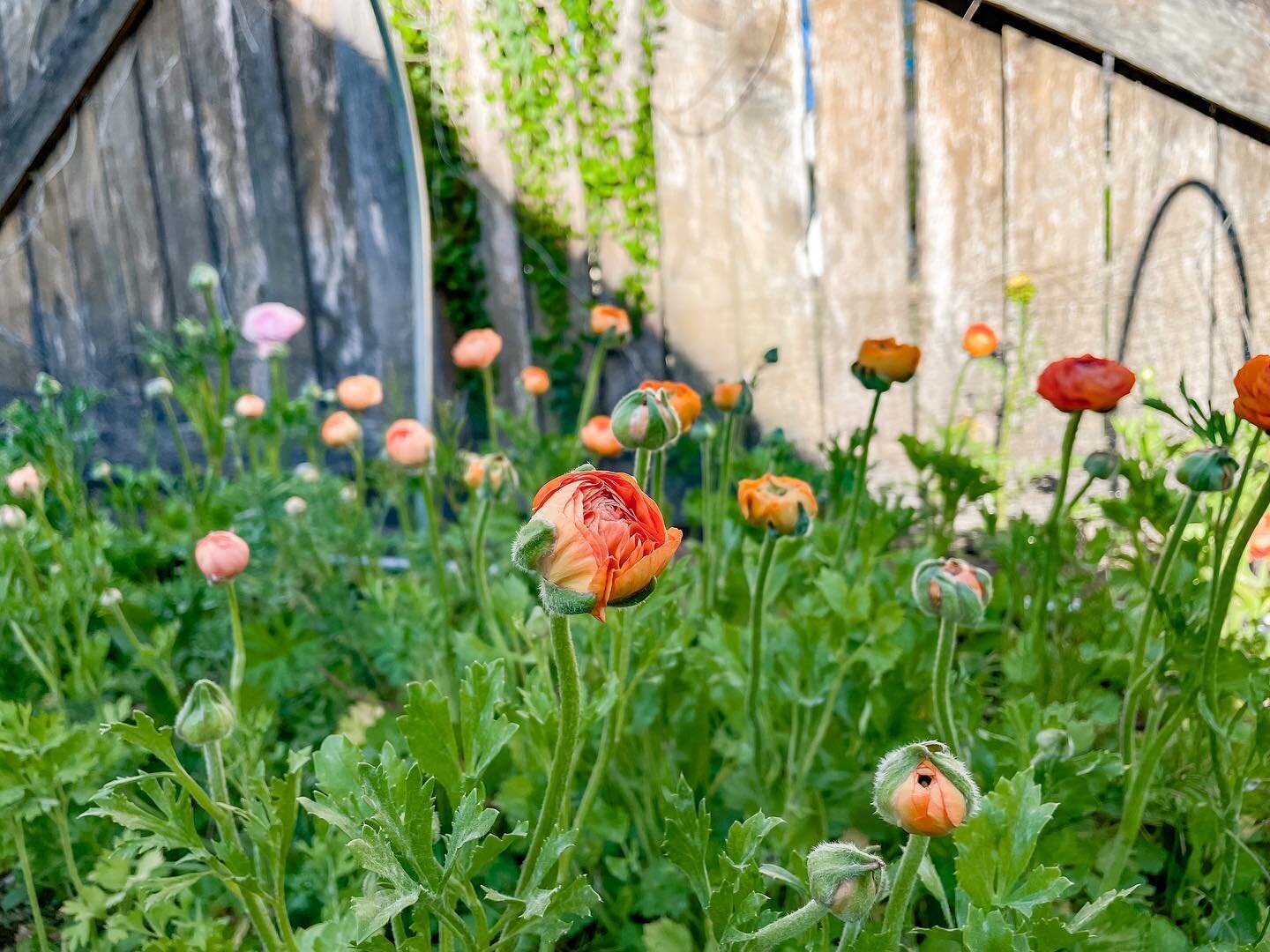 Back in the spring when I was posting bunches of ranunculus, many people asked me to share my process

I've finally finished a blog post on how I grow ranunculus in zone 7, including how I grow month-by-month, how I protect them from frost, rodents, 