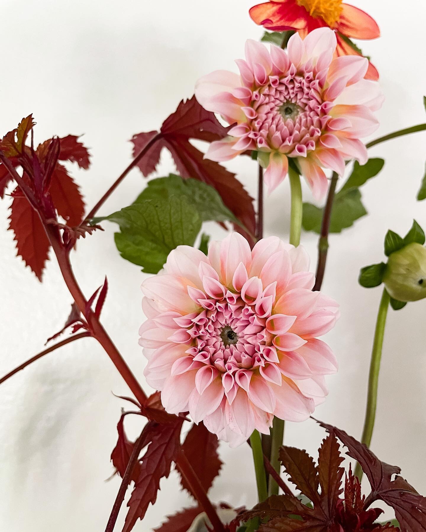 Two facts about dahlias: 1) they don&rsquo;t open up very much after they&rsquo;ve been cut, and 2) they have a relatively short vase life compared to other cut flowers

These two factors combined put local growers at an advantage: it&rsquo;s difficu